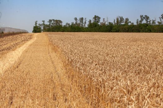 Summer landscape with wheat field and trees