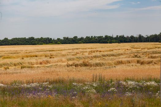 Summer landscape with wheat field, field flowers and trees