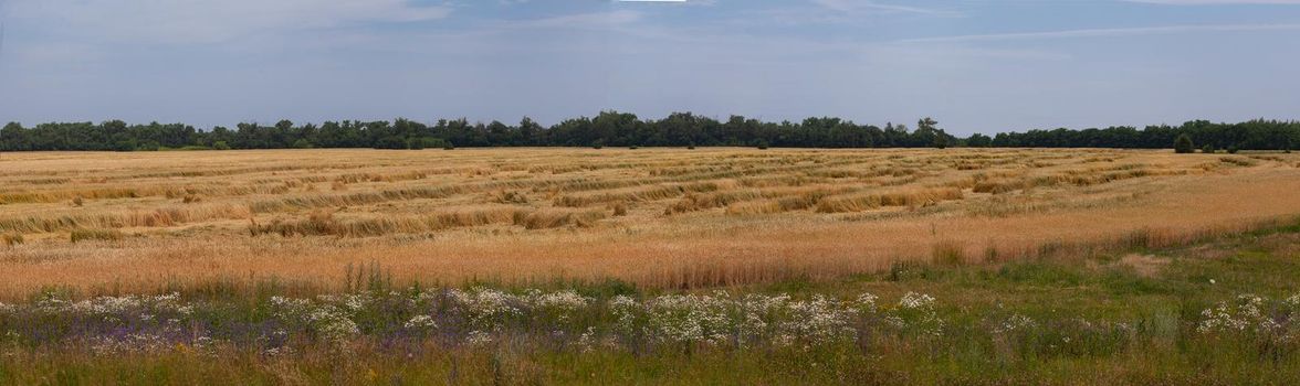 Summer landscape with wheat field, field flowers and trees