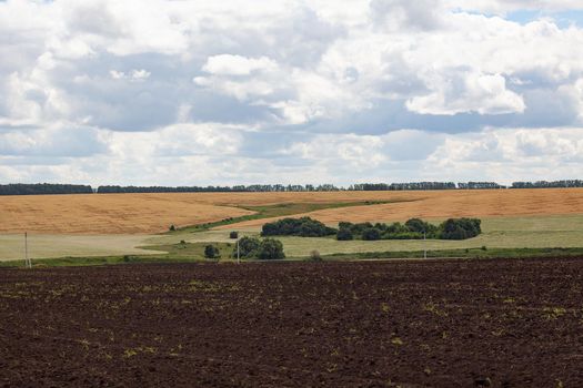 Summer landscape with arable, ripe wheat field and green trees