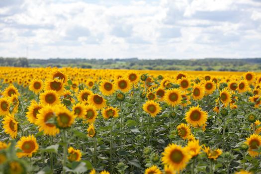 Summer landscape with sunflower field;