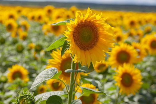 Summer landscape with sunflower field;