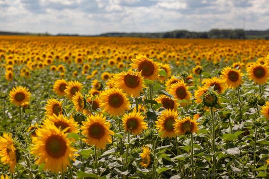Summer landscape with sunflower field;