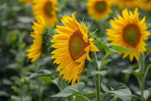 Summer landscape with sunflower field;