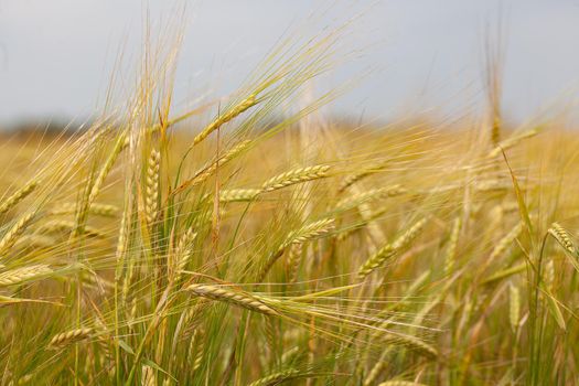 Summer landscape with filed of ripe barley