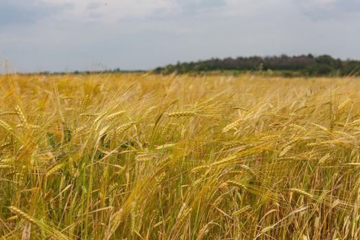 Summer landscape with filed of ripe barley