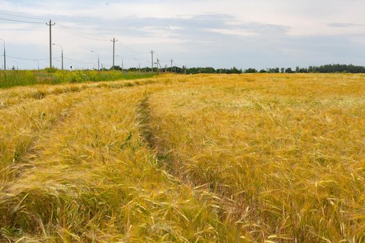 Summer landscape with filed of ripe barley