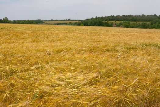 Summer landscape with filed of ripe barley