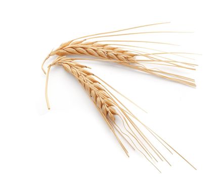 Isolated some spikelets of barley on the white background