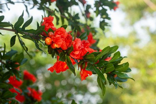 Blossoming pomegranate tree in the garden