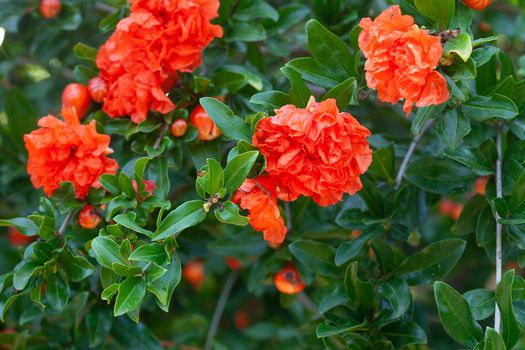 Blossoming pomegranate tree in the garden