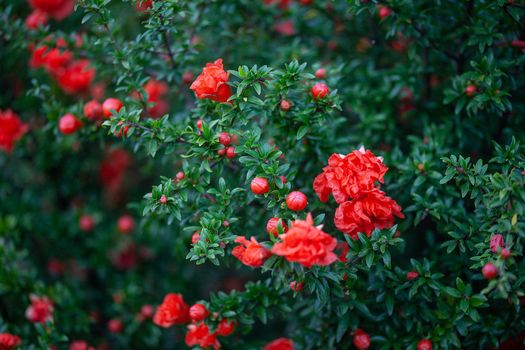 Blossoming pomegranate tree in the garden