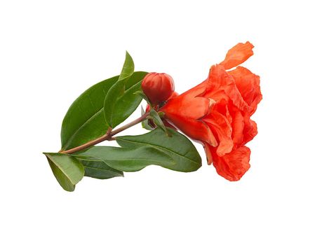 Close-up view of blossoming pomegranate branch on the white