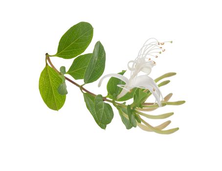 Isolated branch of blossoming honeysuckle on the white
