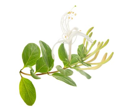 Isolated branch of blossoming honeysuckle on the white