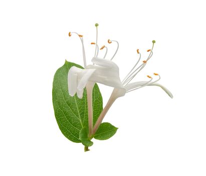 Isolated blossoming flowers of honeysuckle on the white