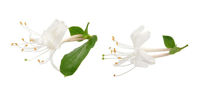 Isolated blossoming flowers of honeysuckle on the white