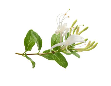 Isolated branch of blossoming honeysuckle on the white