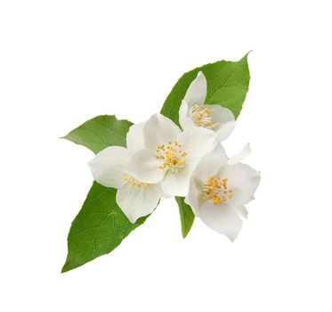 Isolated branch of blossoming jasmine on the white