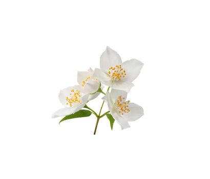 Isolated branch of blossoming jasmine on the white
