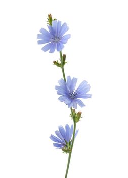 Isolated chicory branch with flowers on the white background