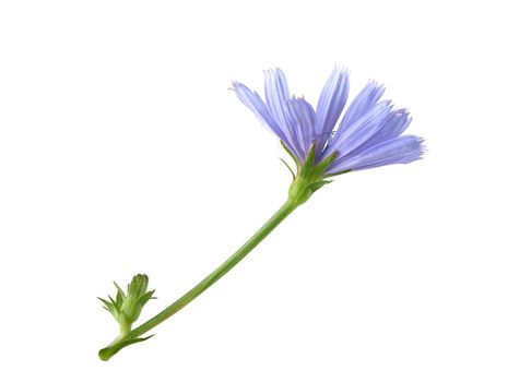 Isolated chicory branch with flowers on the white background