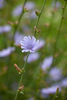 Chicory flowers on the green summer meadow