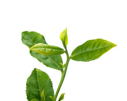 Green tra branch with top leaves on the white background