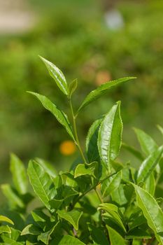 Top fresh green leaves on the tea bush
