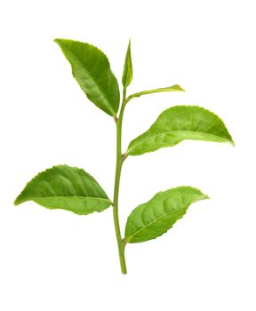 Green tra branch with top leaves on the white background