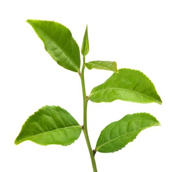 Green tra branch with top leaves on the white background