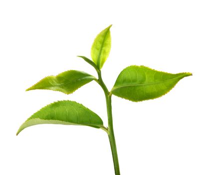 Green tra branch with top leaves on the white background