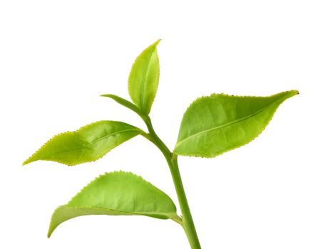 Green tra branch with top leaves on the white background