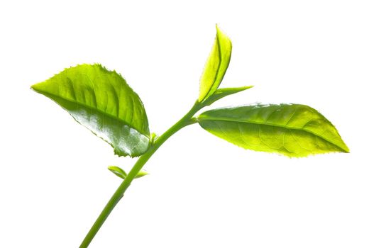 Green tra branch with top leaves on the white background