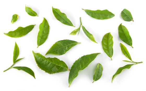 Pattern with green tea leaves on the white background