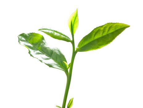 Green tra branch with top leaves on the white background