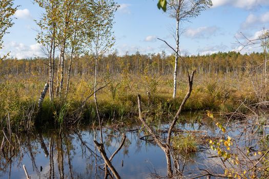 Summer landscape with swamp and forest