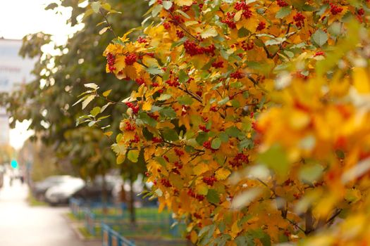 Hawthorn tree with leaves and berries in early autumn