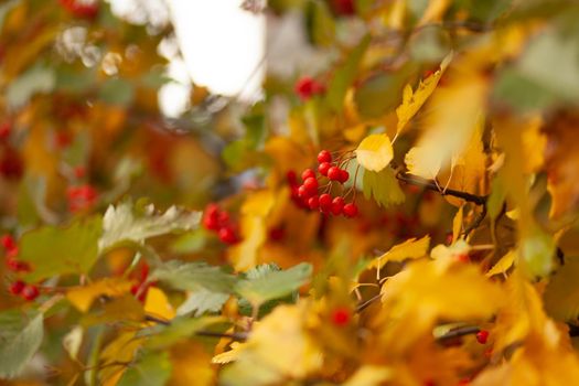 Hawthorn tree with leaves and berries in early autumn