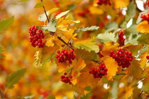 Hawthorn tree with leaves and berries in early autumn