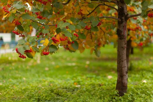 Hawthorn tree with leaves and berries in early autumn