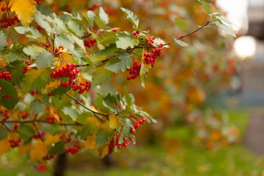 Hawthorn tree with leaves and berries in early autumn