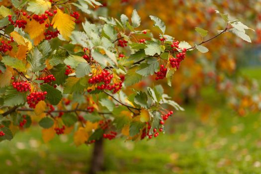 Hawthorn tree with leaves and berries in early autumn