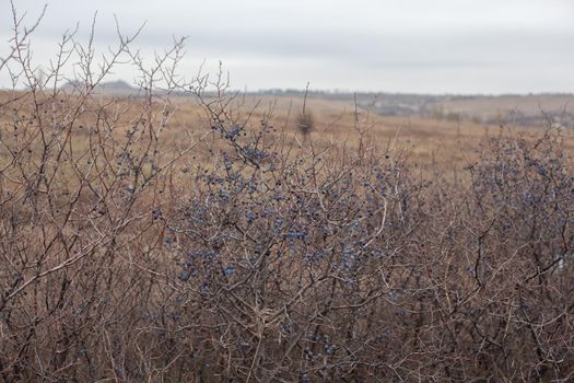 Steppes landscape ath the late autumn with teren bushes