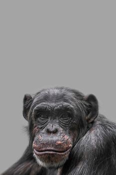 Cover page with a portrait of happy smiling Chimpanzee, closeup, details with copy space and solid background. Concept biodiversity, animal care, welfare and wildlife conservation