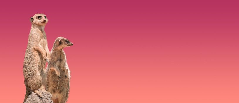 Banner with a couple of playful and curious suricate (meerkat) standing tall at watch during bloody sunset, closeup. Solid background with copy space. Concept curiosity, attention, involvement