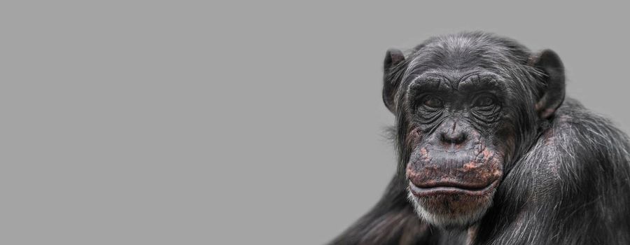 Banner with a portrait of happy smiling Chimpanzee, closeup, details with copy space and solid background. Concept biodiversity, animal care and welfare and wildlife conservation