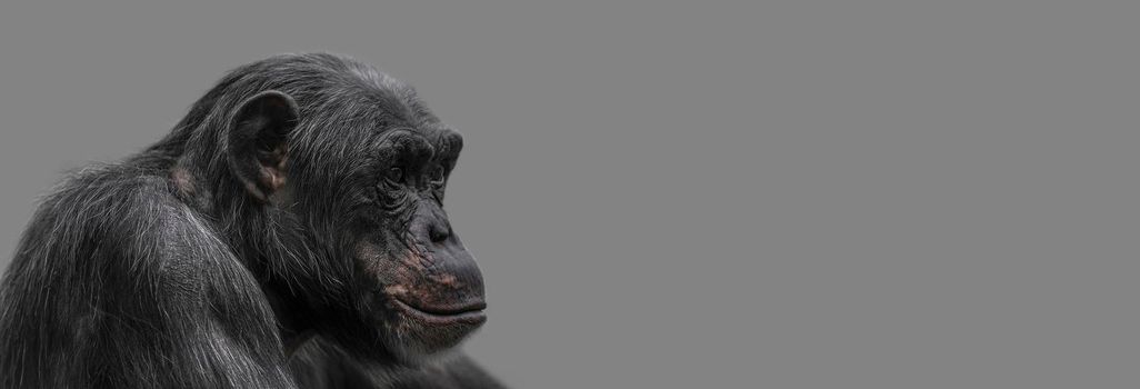 Banner with a portrait of happy smiling Chimpanzee, closeup, details with copy space and solid background. Concept biodiversity, animal care and welfare and wildlife conservation