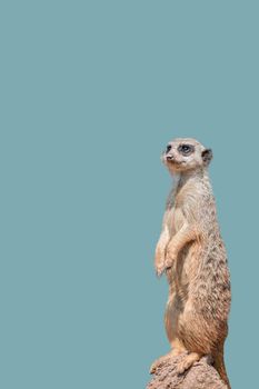 Cover page with a portrait of playful and curious suricate (meerkat) standing tall at watch, closeup, details. Solid background with copy space. Concept curiosity, attention, involvement