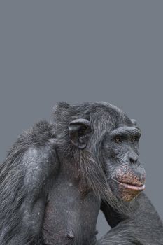 Cover page with a portrait of smart looking chimpanzee closeup with copy space and solid background. Concept of wildlife conservation, biodiversity and animal intelligence